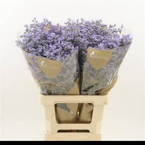 Limonium maine blue