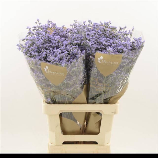 Limonium maine blue