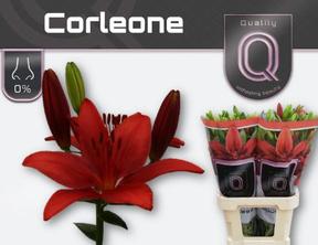 Lilium la corleone