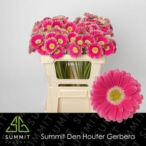 Germini plastic twiggy