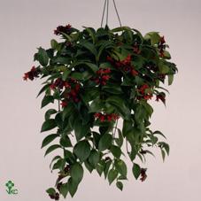 Aeschynanthus Mona Lisa