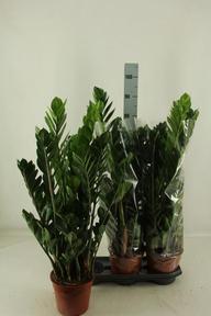 Zamioculcas 10+