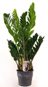 Zamioculcas 10+
