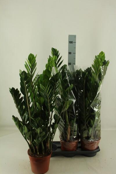 Zamioculcas 10+