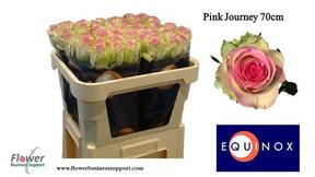 Rosa gr pink journey