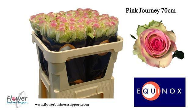 Rosa gr pink journey