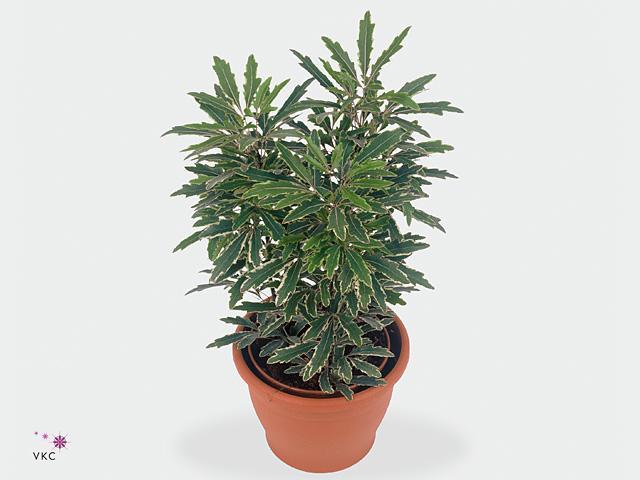 Dizygotheca elegantissima Bianca