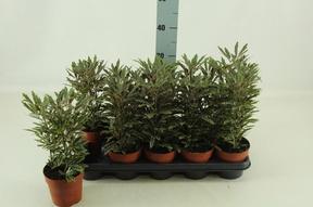 Dizygotheca elegantissima Bianca