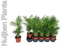 Dracaena surculosa