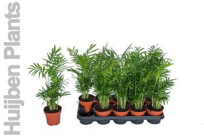 Dracaena surculosa