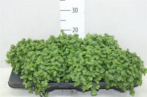 Callisia repens