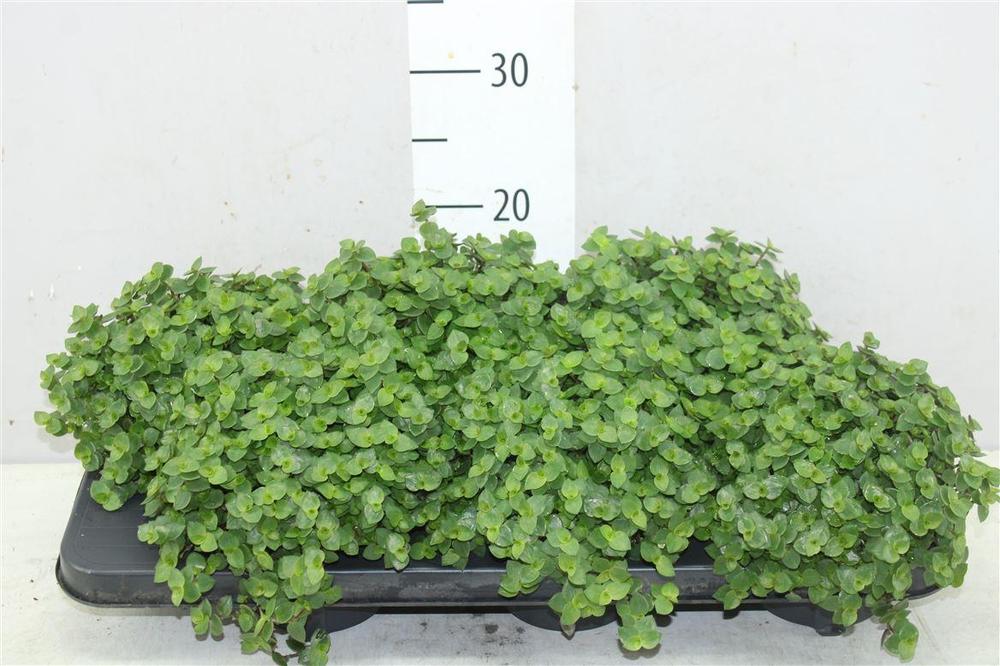 Callisia repens