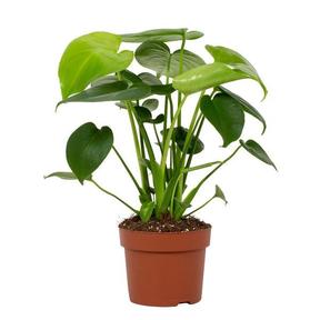 Monstera deliciosa