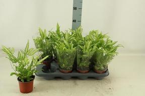Pteris Albolineata