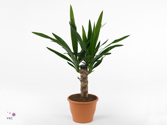 Yucca Maya Tree
