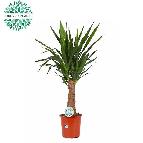 Yucca Maya Tree