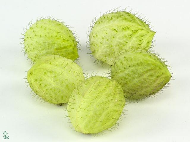 Asclepias moby dick zaaddozen