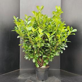 Prunus rotundifolia