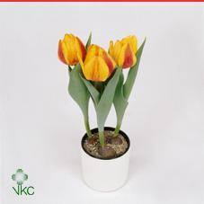 Tulipa Flair red