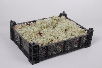 Zeleň - mech silvermos box