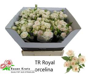 Rosa tr royal porcelina