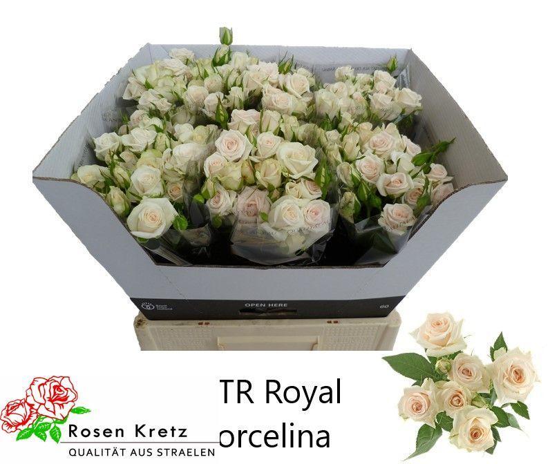 Rosa tr royal porcelina