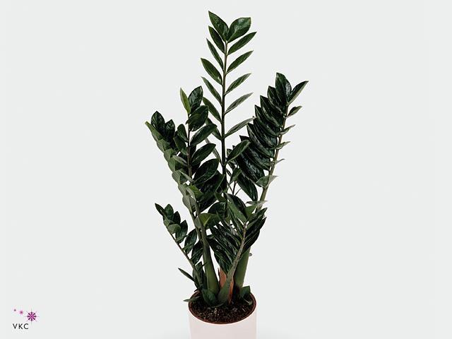 Zamioculcas Raven black