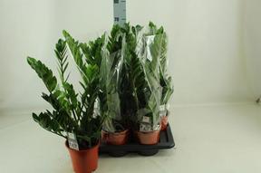 Zamioculcas Raven black