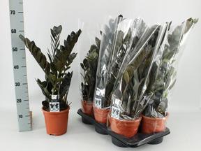 Zamioculcas Raven black