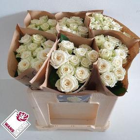 Rosa gr juwena