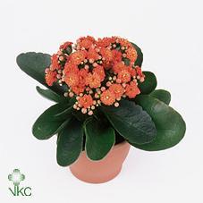 Kalanchoe Calandiva orange
