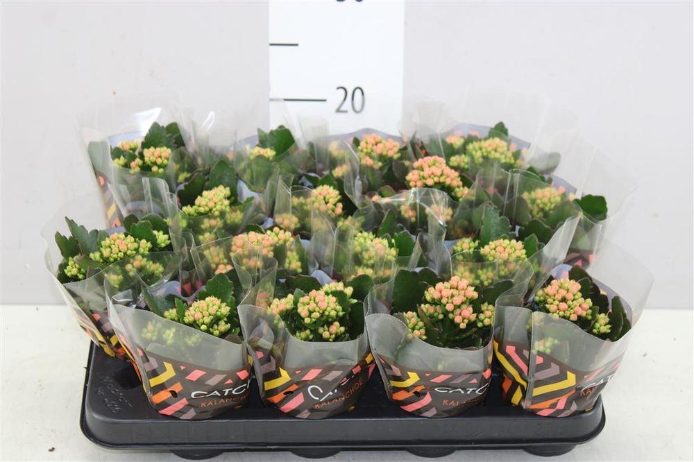 Kalanchoe Calandiva orange