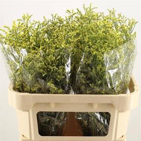 Limonium china summer