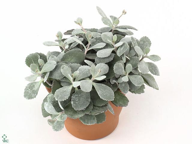 Kalanchoe pumila
