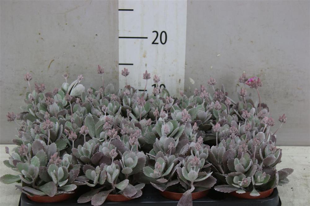 Kalanchoe pumila