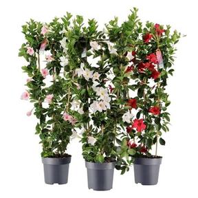 Mandevilla mix