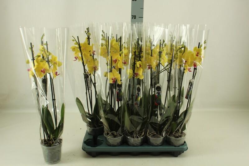 Phalaenopsis yellow 3tak 20+