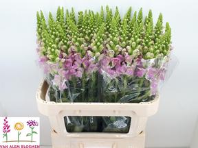 Leeuwenbek light pink