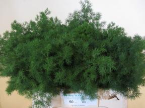 Zeleň - asparagus umbulatum