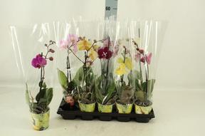 Phalaenopsis mix 1tak 6+