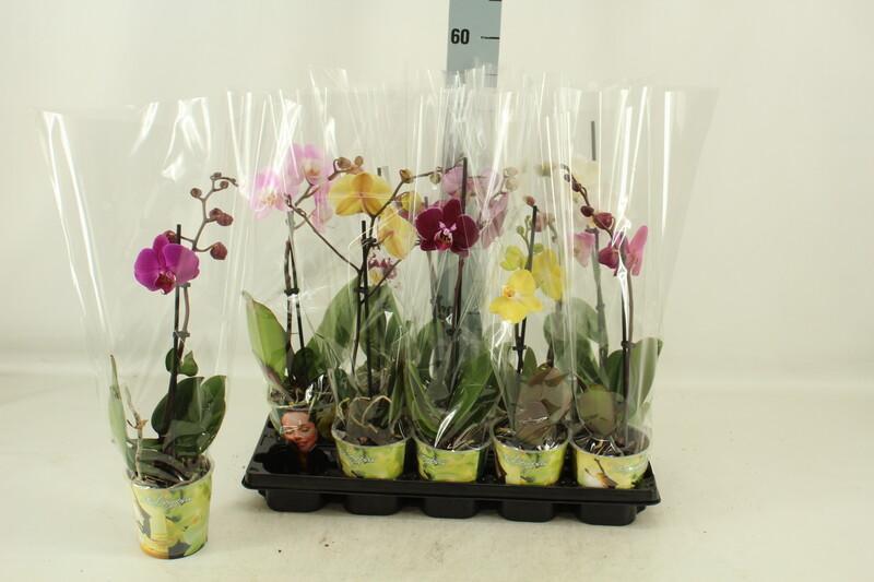 Phalaenopsis mix 1tak 6+