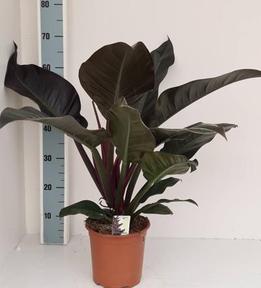 Philodendron Imperial Red