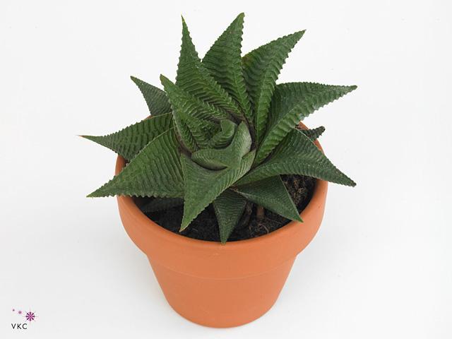 Haworthia limifolia