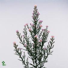 Aster claudia