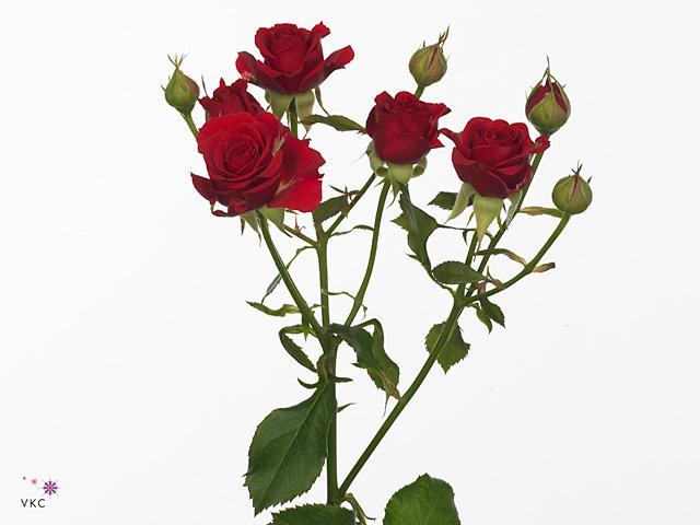 Rosa tr mirabel