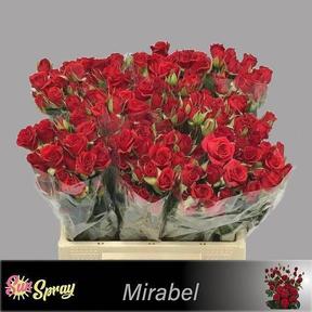 Rosa tr mirabel
