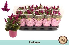 Celosia Dark Purple
