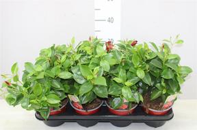 Mandevilla red