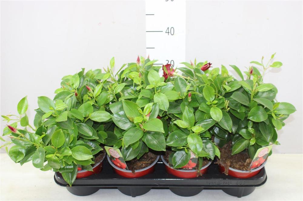 Mandevilla red