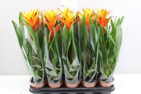Guzmania Sunnytime